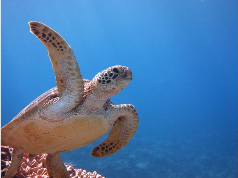 《シュノーケリングセット(ウエットスーツ込み)レンタル》空港から車で10分｜サイズ豊富｜洗い不要の紹介画像
