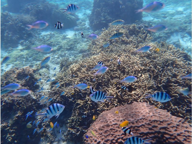 《シュノーケリングセット(ウエットスーツ込み)レンタル》空港から車で10分｜サイズ豊富｜洗い不要の紹介画像