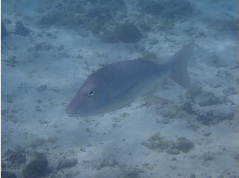 《シュノーケリングセット(ウエットスーツ込み)レンタル》空港から車で10分｜サイズ豊富｜洗い不要の紹介画像