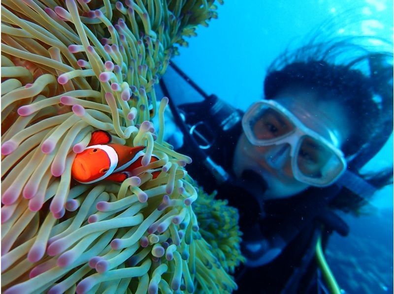 【沖縄・石垣島】１組限定！完全貸切で体験ダイビング！船酔い無のビーチエントリーで安心の丁寧ダイビングの紹介画像