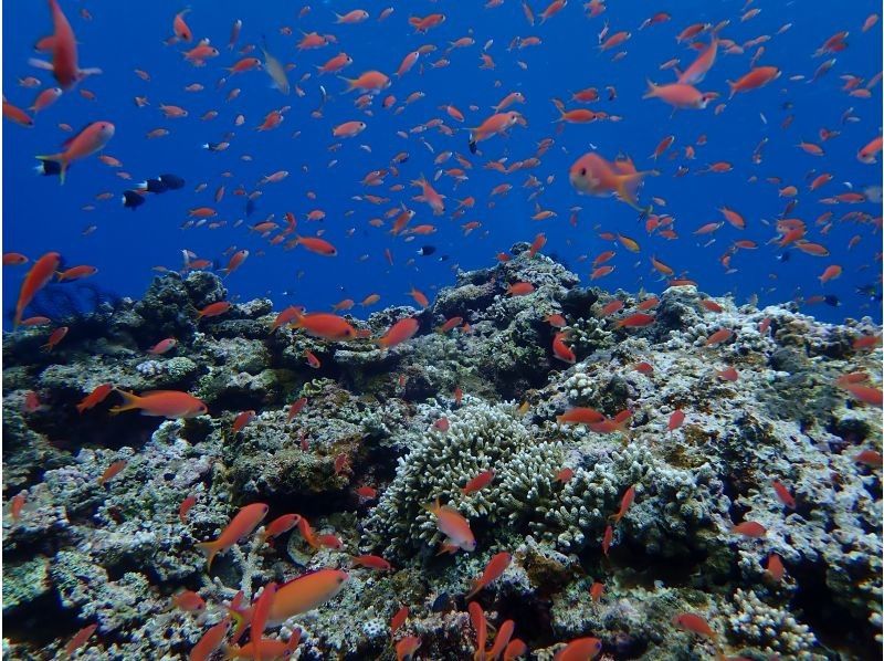 【沖縄・石垣島】１組限定！完全貸切で体験ダイビング！船酔い無のビーチエントリーで安心の丁寧ダイビングの紹介画像