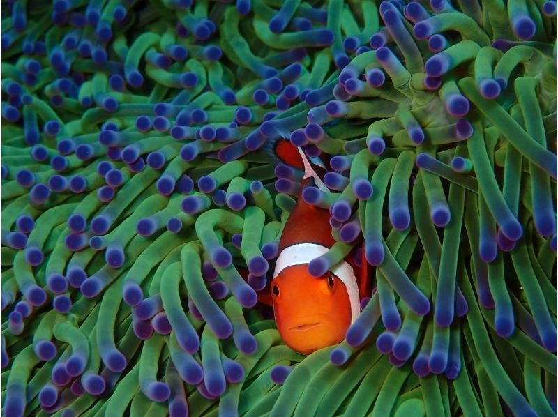 【沖縄・石垣島】１組限定！完全貸切で体験ダイビング！船酔い無のビーチエントリーで安心の丁寧ダイビングの紹介画像