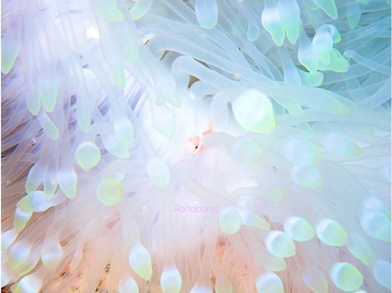 【沖縄・石垣島】１組限定！完全貸切で体験ダイビング！船酔い無のビーチエントリーで安心の丁寧ダイビングの紹介画像