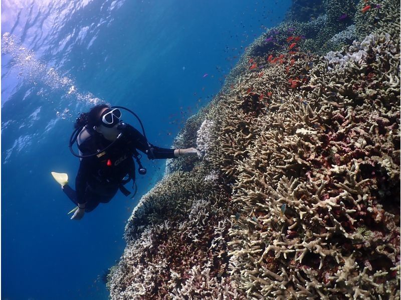 【沖縄・石垣島】１組限定！完全貸切で体験ダイビング！船酔い無のビーチエントリーで安心の丁寧ダイビングの紹介画像
