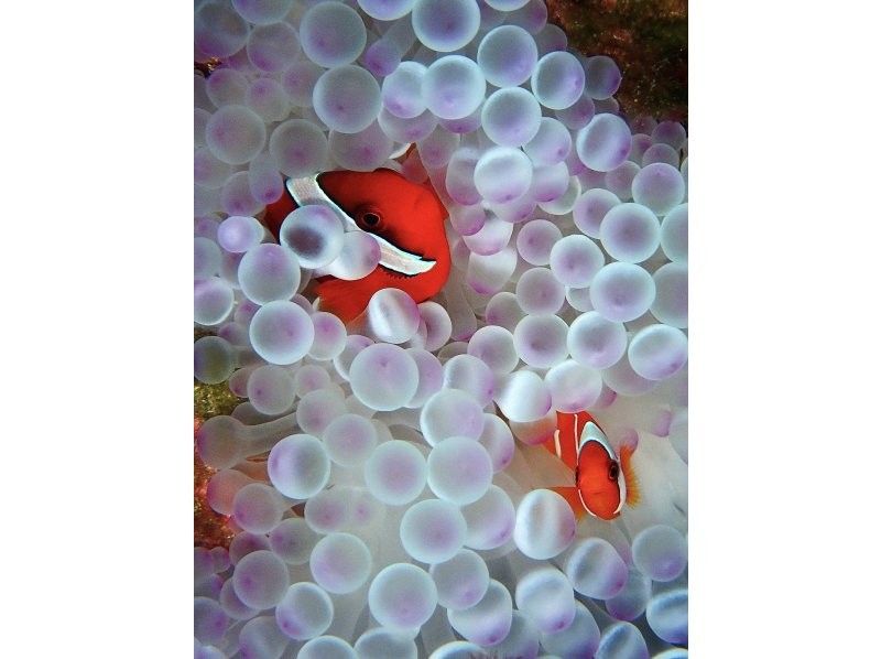 【沖縄・石垣島】１組限定！完全貸切で体験ダイビング！船酔い無のビーチエントリーで安心の丁寧ダイビングの紹介画像