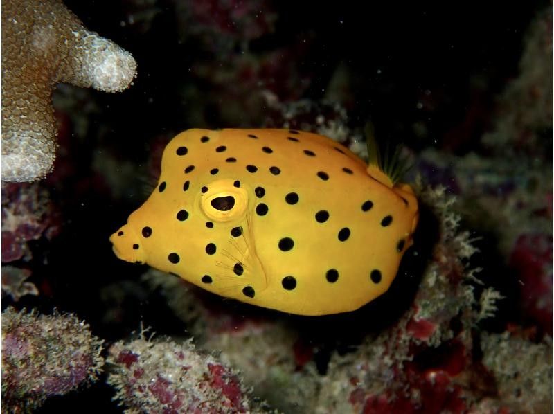 【沖縄・石垣島】１組限定！完全貸切で体験ダイビング！船酔い無のビーチエントリーで安心の丁寧ダイビングの紹介画像