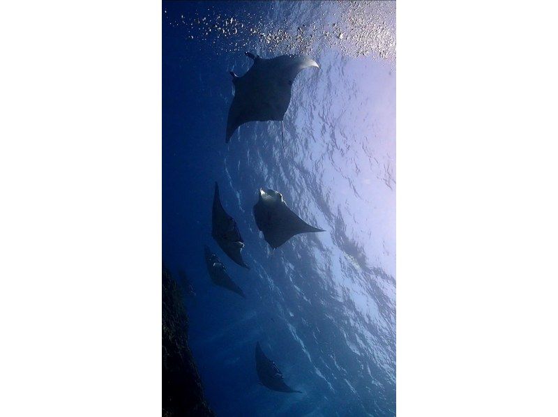【沖縄・石垣島】完全少人数制で体験ダイビング！マンタやウミガメのポイントで１or2ダイブ＋幻の島の紹介画像