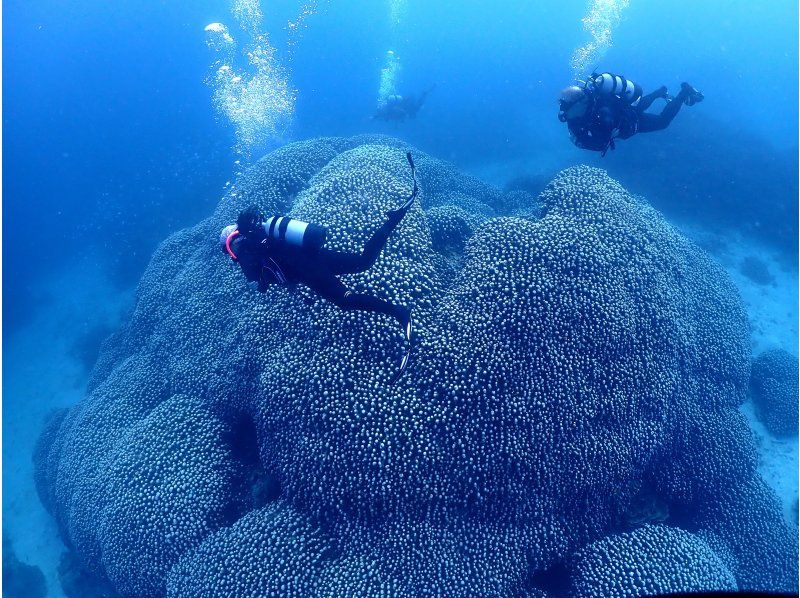 【沖縄・石垣島】完全少人数制でファンダイビング！マンタやウミガメのポイントで2ダイブ＋幻の島の紹介画像