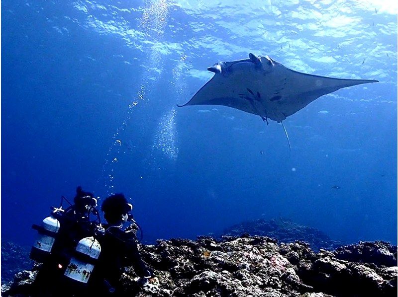 【沖縄・石垣島】完全少人数制でファンダイビング！マンタやウミガメのポイントで2ダイブ＋幻の島の紹介画像