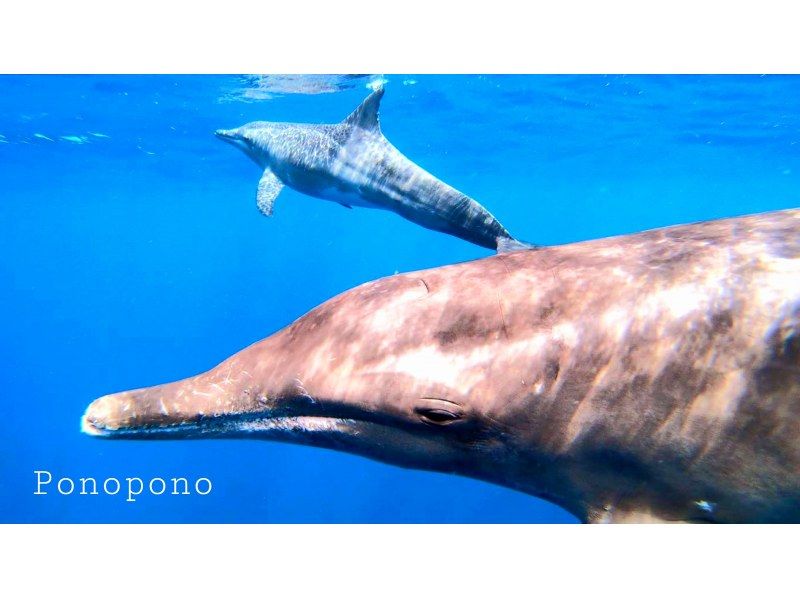 【沖縄・石垣島】幻の島！マンタやウミガメのポイントでシュノーケリング！