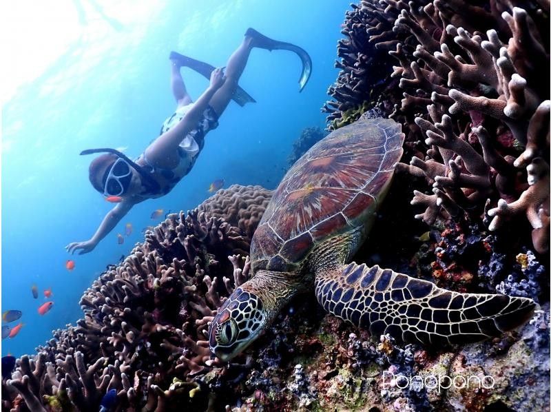 【沖縄・石垣島】１組専属！ガイド貸切！マンタやウミガメのポイントでシュノーケリング！スキン幻の島の紹介画像