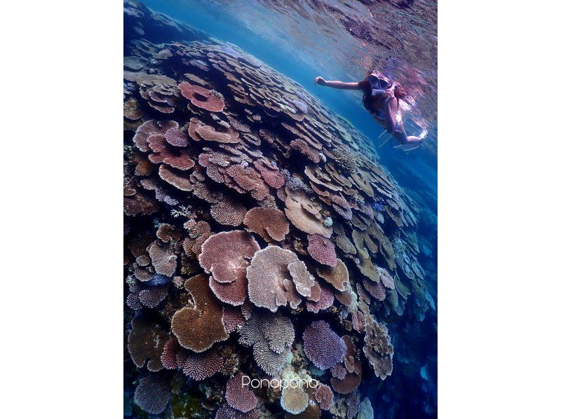 【沖縄・石垣島】１組専属！ガイド貸切！マンタやウミガメのポイントでシュノーケリング！スキン幻の島の紹介画像