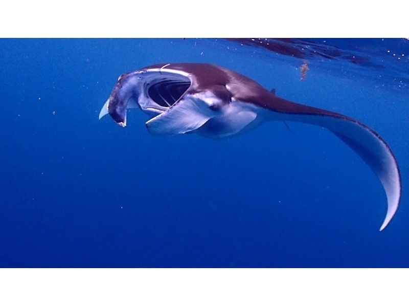 【沖縄・石垣島】幻の島！マンタやウミガメのポイントでシュノーケリング！の紹介画像