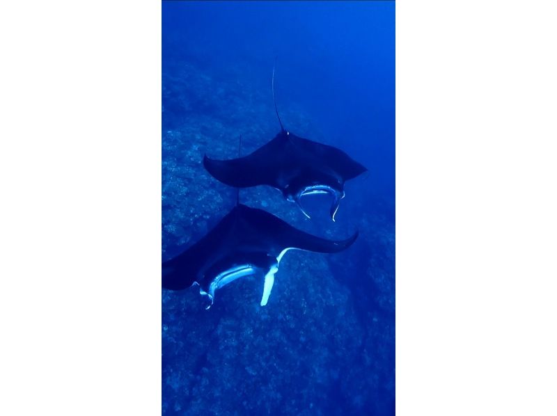 【沖縄・石垣島】幻の島！マンタやウミガメのポイントでシュノーケリング！の紹介画像