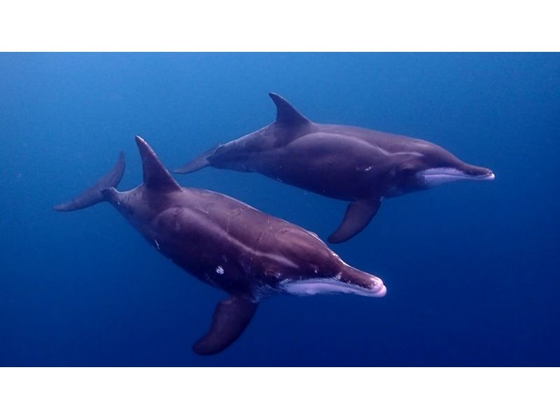 【沖縄・石垣島】幻の島！マンタやウミガメのポイントでシュノーケリング！の紹介画像