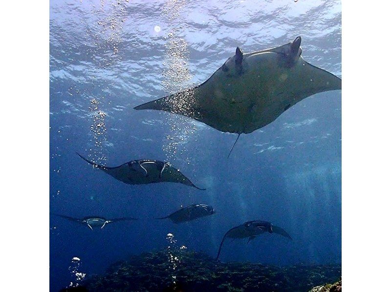 【沖縄・石垣島】幻の島！マンタやウミガメのポイントでシュノーケリング！の紹介画像