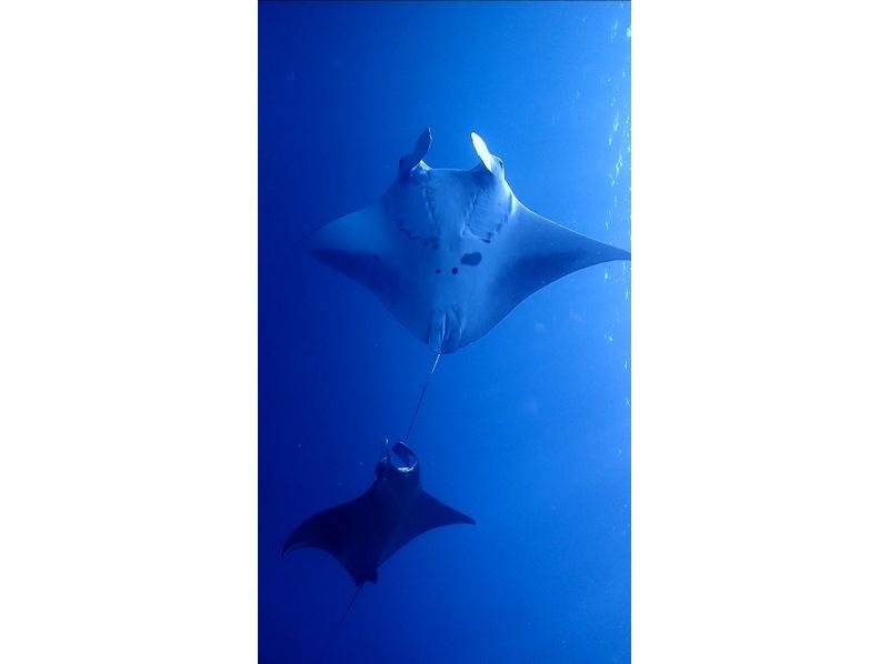 【沖縄・石垣島】１組専属！ガイド貸切！マンタやウミガメのポイントでシュノーケリング！スキン幻の島の紹介画像