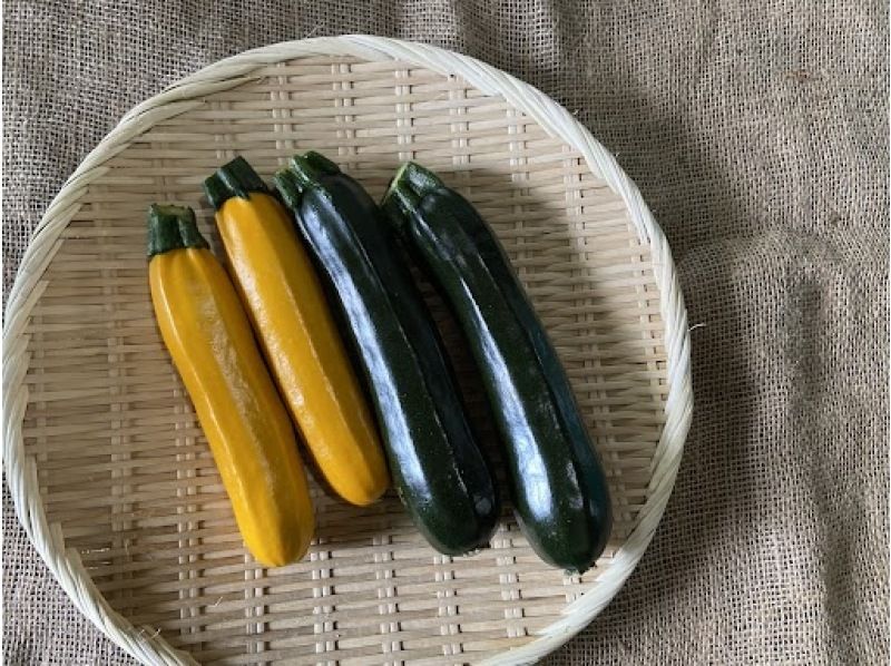 [Fujisawa City, Kanagawa Prefecture] Ide Farm ☆ Agricultural experience program where you can learn about the growth of vegetables 2nd summer vegetables edition Held 4 times-with happy vegetable souvenirs-の紹介画像