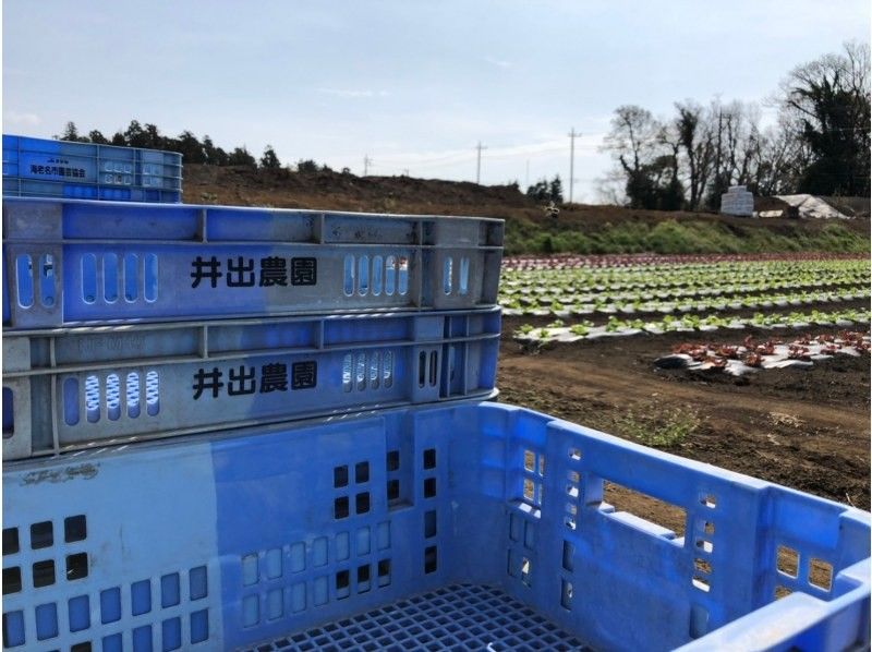[เมืองฟูจิซาวะจังหวัดคานางาวะ] ฟาร์มไอดี☆ประสบการณ์การเกษตรของฝากผักพร้อมกล่องอาหารกลางวันแสนอร่อย - ขอแนะนำเสน่ห์ใหม่ของโชนัน -の紹介画像