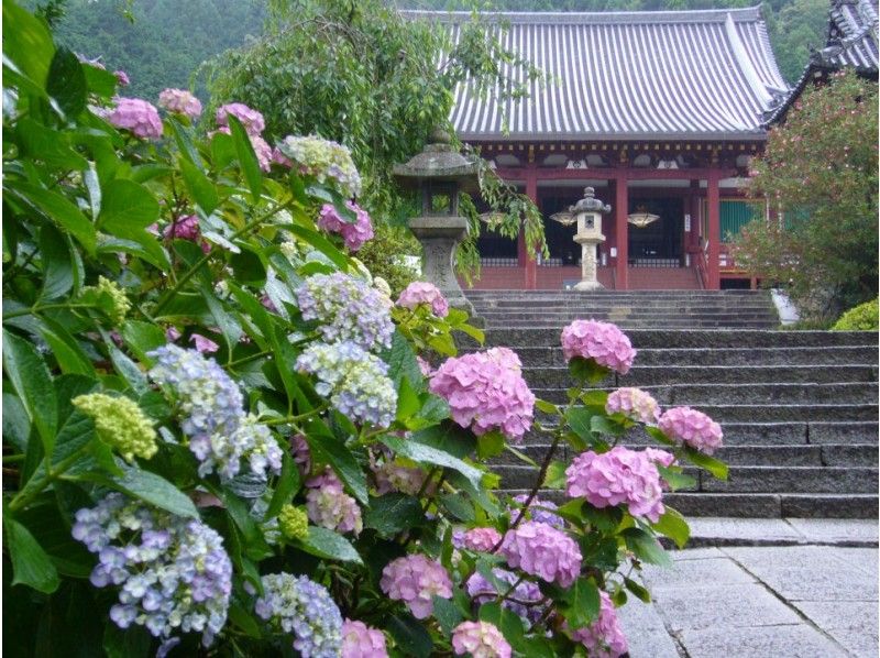 [Nara / Yamatokoriyama] Yatadera Temple (Hydrangea Temple) Why don't you start copying sutras?の紹介画像