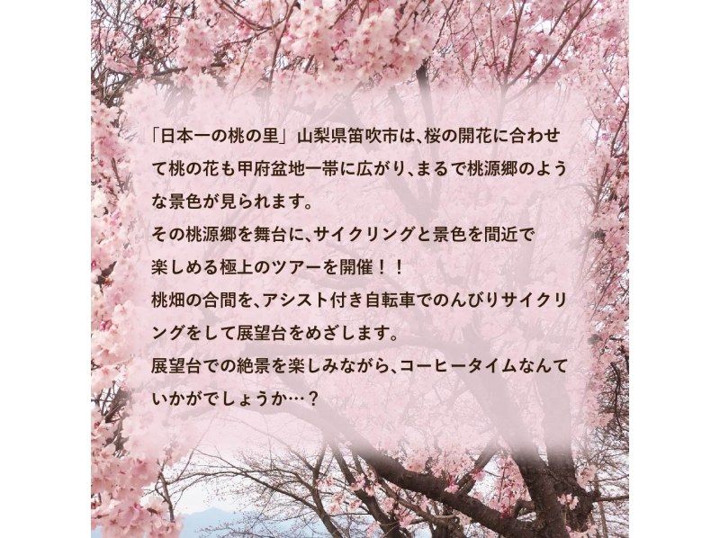[Yamanashi / Mt. Fuji foot] ★ Limited time only in April ★ Cherry-blossom viewing tour (2.5 hours) recommended for families, couples and women ♪の紹介画像