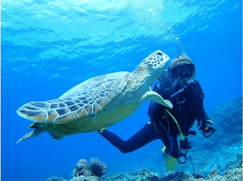[Departure from Naha/Kerama Chibishi Islands/half day] \Limited price/Fun Diving (2 dives)| ◆Afternoon◆の紹介画像