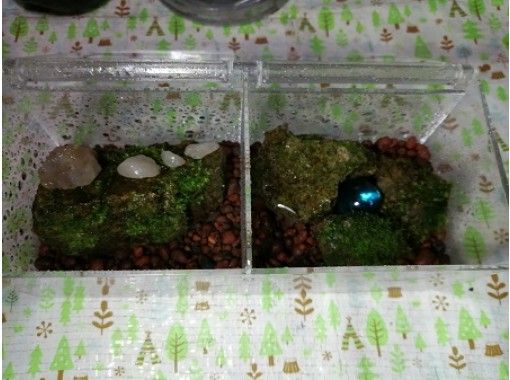 岐阜 恵那市 苔テラリウム 苔玉 苔盆栽 体験 お部屋に手のひらサイズの森の世界を お手入れも簡単 おひとり様もok ペット同伴可能 アクティビティジャパン