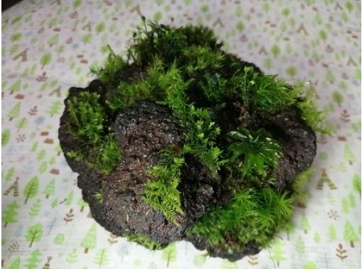 岐阜 恵那市 苔テラリウム 苔玉 苔盆栽 体験 お部屋に手のひらサイズの森の世界を お手入れも簡単 おひとり様もok ペット同伴可能 アクティビティジャパン