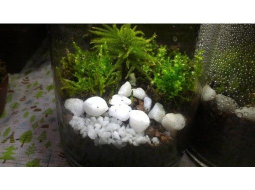 岐阜 恵那市 苔テラリウム 苔玉 苔盆栽 体験 お部屋に手のひらサイズの森の世界を お手入れも簡単 おひとり様もok ペット同伴可能 アクティビティジャパン