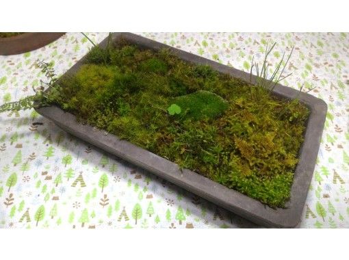 how to make a moss terrarium with a flowing stream, moss garden terrarium