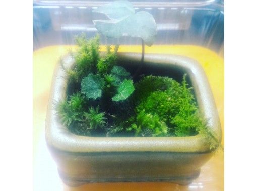 how to make a moss terrarium with a flowing stream, moss garden terrarium