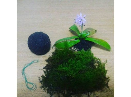 岐阜 恵那市 苔テラリウム 苔玉 苔盆栽 体験 お部屋に手のひらサイズの森の世界を お手入れも簡単 おひとり様もok ペット同伴可能 アクティビティジャパン 岐阜 恵那市 苔テラリウム 苔玉 苔盆栽 体験 お部屋に手のひらサイズの森の世界を お手入れも簡単 おひとり様もok ペット同伴可能 アクティビティジャパン