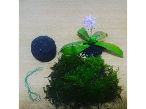 岐阜 恵那市 苔テラリウム 苔玉 苔盆栽 体験 お部屋に手のひらサイズの森の世界を お手入れも簡単 おひとり様もok ペット同伴可能 アクティビティジャパン