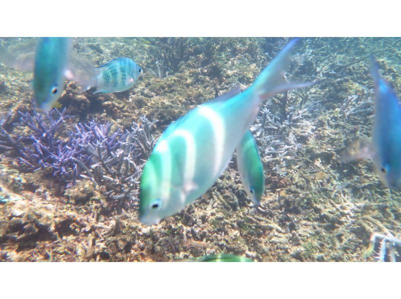 [2套]藍洞和珊瑚礁浮潛之旅，魚分解表演與任吃的生魚片の紹介画像