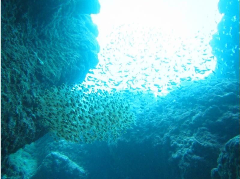 [2套]蓝洞和珊瑚礁浮潜之旅，鱼分解表演与任吃的生鱼片の紹介画像