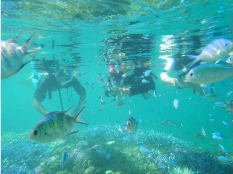 [2 세트] 푸른 동굴 & 산호 밭스노클링투어 선상 가다랭이의 해체 쇼 생선회 먹을 수있는の紹介画像