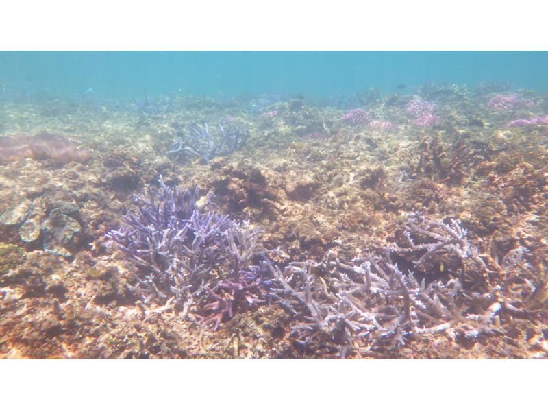 [2 ชุด] ทัวร์การดำน้ำตื้น(Snorkeling)ปะการังในถ้ำสีฟ้าและปะการังแสดงการรื้อทำลายโบนิโตบนเรือพร้อมซาชิมิทานได้ไม่อั้นの紹介画像