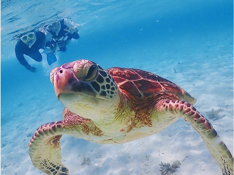 【八重干瀬】無料GoPro12レンタル・ドローン動画撮影☆初心者さんは浮き輪でガイド☆最短距離の池間島発☆半日シュノーケリングの紹介画像