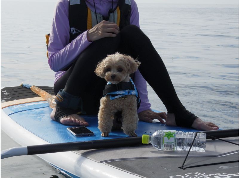 [Hyogo / Awaji Island] Play in the sea on Awaji Island! Let's do SUP in Keino Matsubara! If you row on the board, it's a different space. With a guide accompanying photo shoot ♪の紹介画像