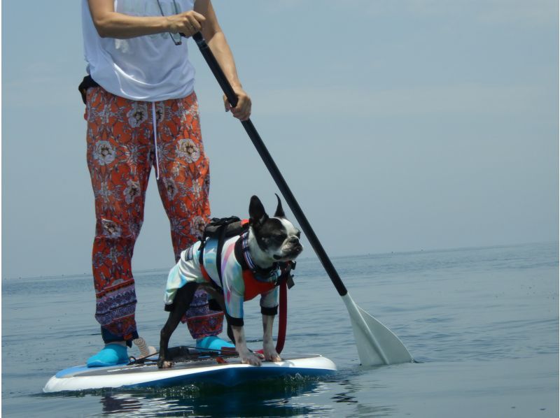 [Hyogo / Awaji Island] Play in the sea on Awaji Island! Let's do SUP in Keino Matsubara! If you row on the board, it's a different space. With a guide accompanying photo shoot ♪の紹介画像