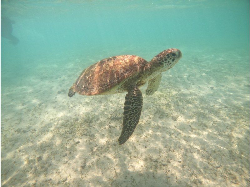 【沖縄県・宮古島市】東洋１美しいビーチでシュノーケルツアー！！（無料撮影付き）浅瀬だから初心者の方でもご安心！の紹介画像