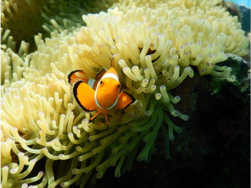 【沖縄県・宮古島市】東洋１美しいビーチでシュノーケルツアー！！（無料撮影付き）浅瀬だから初心者の方でもご安心！の紹介画像