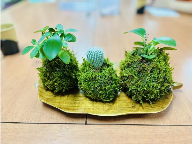 【宮城・仙台市】癒しの苔玉作り体験☆仙台、広瀬通駅から徒歩で直ぐ！【探究A型】の紹介画像