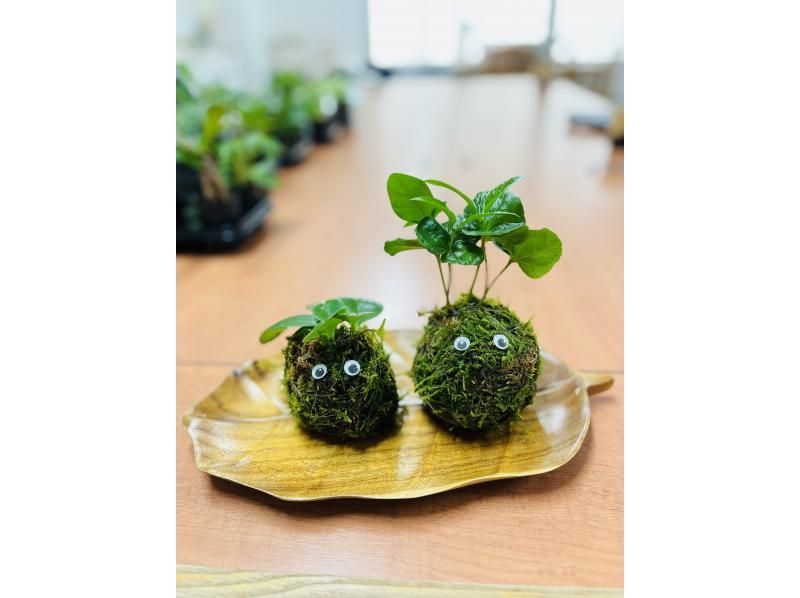 宮城・仙台市】癒しの苔玉作り体験☆仙台、広瀬通駅から徒歩で直ぐ