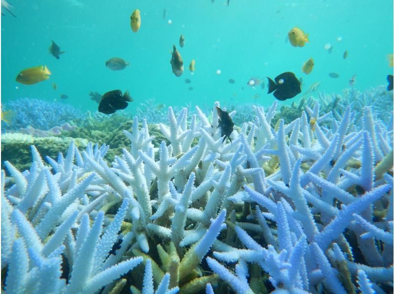 ทัวร์การดำน้ำตื้น(Snorkeling)และชมการรื้อถอนของ skipjack skipjack และซาซิมิที่ทานได้ไม่อั้นの紹介画像