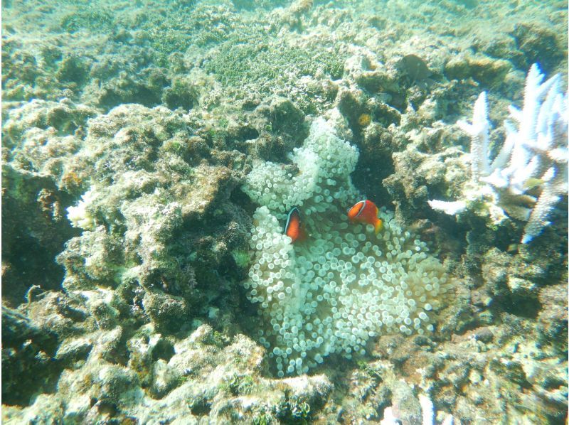 산호 밭스노클링투어 & 선상 가다랭이의 해체 쇼 생선회 먹을 수있는の紹介画像