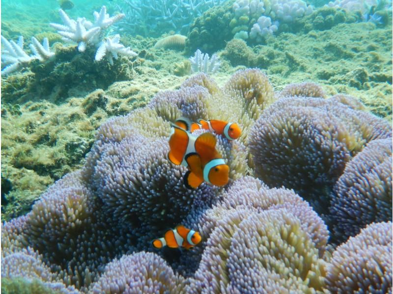 ทัวร์การดำน้ำตื้น(Snorkeling)และชมการรื้อถอนของ skipjack skipjack และซาซิมิที่ทานได้ไม่อั้นの紹介画像