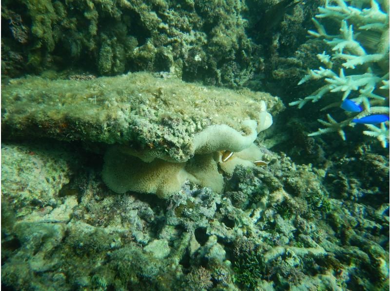 ทัวร์การดำน้ำตื้น(Snorkeling)และชมการรื้อถอนของ skipjack skipjack และซาซิมิที่ทานได้ไม่อั้นの紹介画像