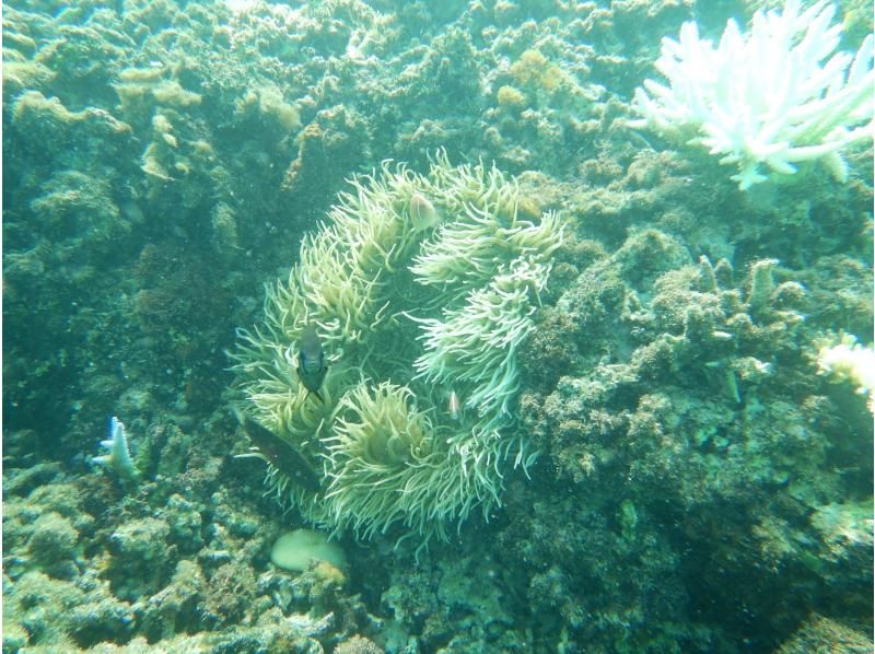 ทัวร์การดำน้ำตื้น(Snorkeling)และชมการรื้อถอนของ skipjack skipjack และซาซิมิที่ทานได้ไม่อั้นの紹介画像