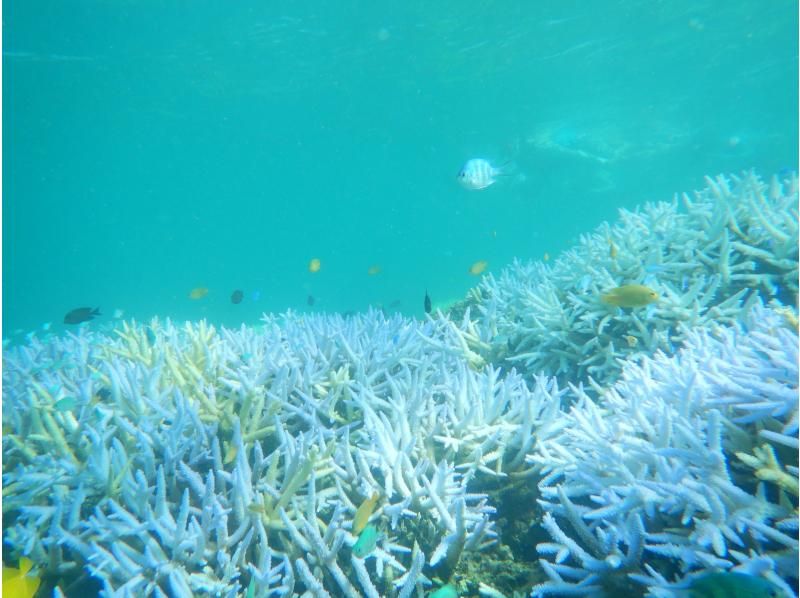 ทัวร์การดำน้ำตื้น(Snorkeling)และชมการรื้อถอนของ skipjack skipjack และซาซิมิที่ทานได้ไม่อั้นの紹介画像